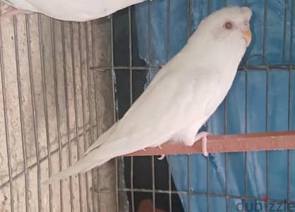 نتايه استرالي البينو جاهزه عالشغل