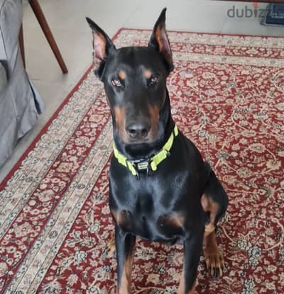 Dog Doberman دوبرمان كلب