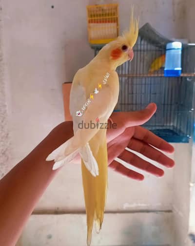 زغلول كوكتيل لاتيني بريل مدرب تاكيل يدوي