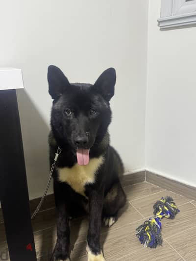 American Akita 7 months old