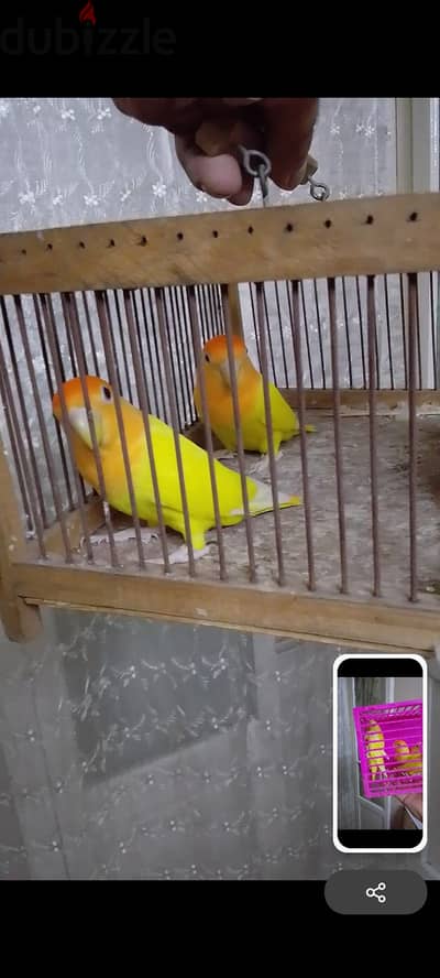 قص اوبلاين اورانج شغال