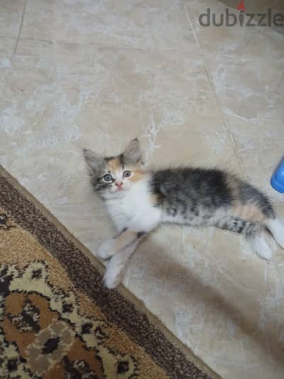 قطه شيرازي بيور انثي