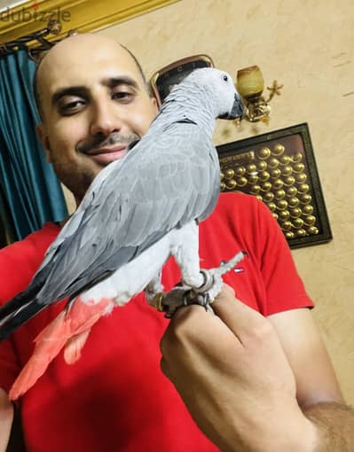 بسم الله مشاء الله زنحباري بسعر تحفه صيد بطعم مصري زغلول بديه كلام