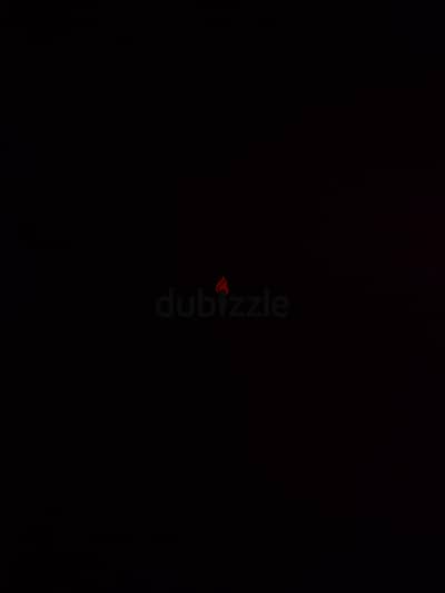 كلب جيرفون فرنساوي للتبني