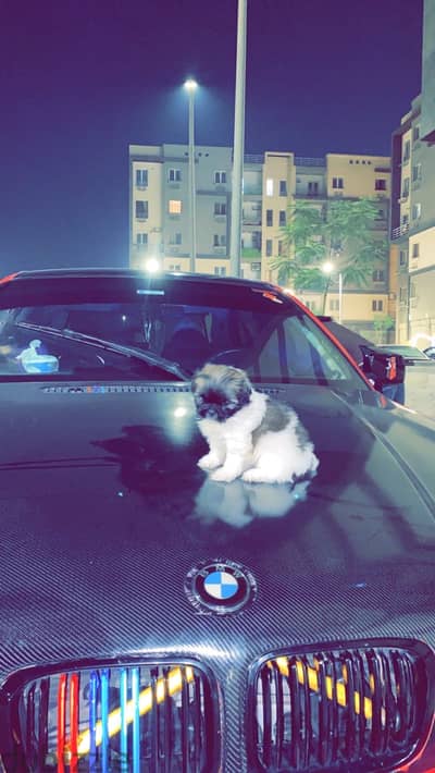 Shih tzu puppy with the top quality _ ميني شيتزو مستوى نقي جدا متطعم