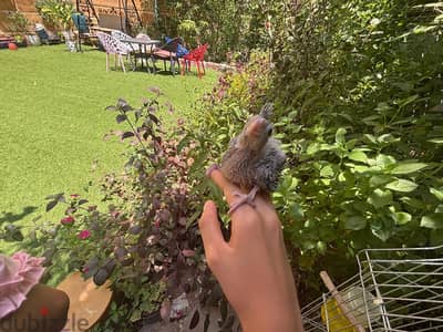 زغلول كوكتيل فرنساوي
