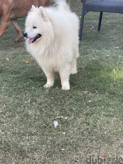 Samoyed