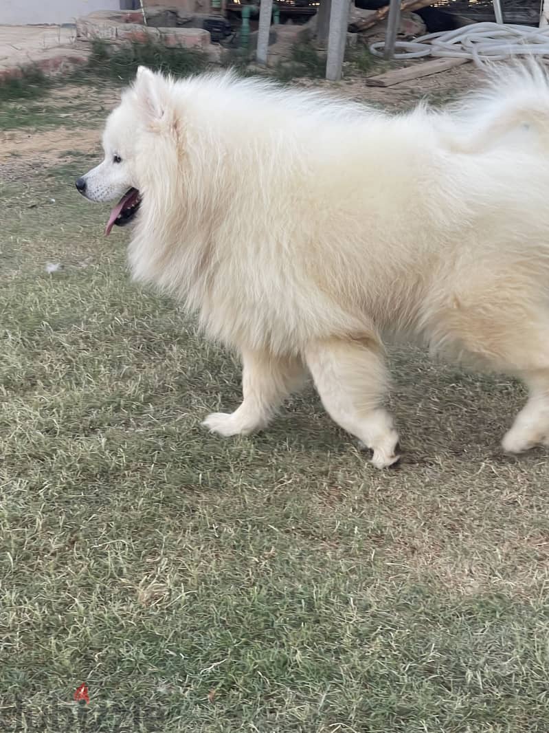 Samoyed 1