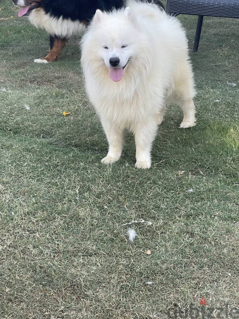 Samoyed 2