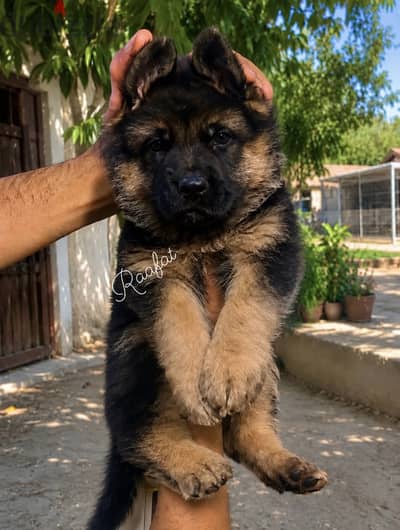 جيرمن شيبرد German Shepherd