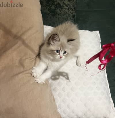 قطط راغدول بيور
