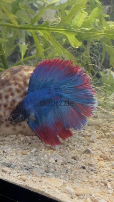 فايتر هاف مون half moon betta super