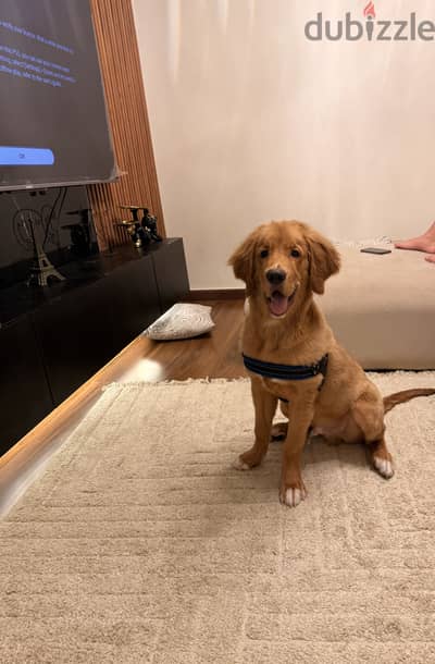 Golden Retriever Long Hair