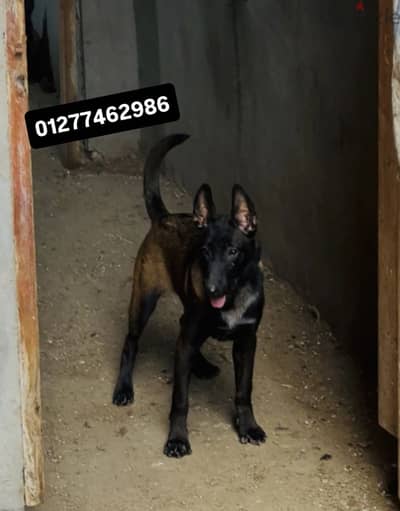 نتايه مالينو