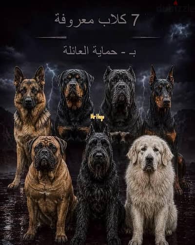 محتاج كلب تبني