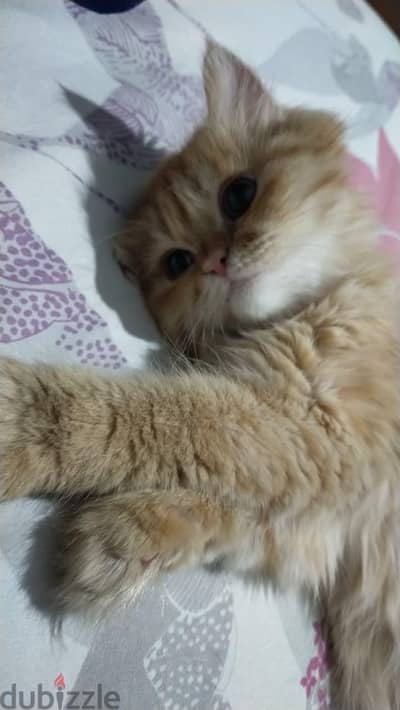 قطه شيرازي