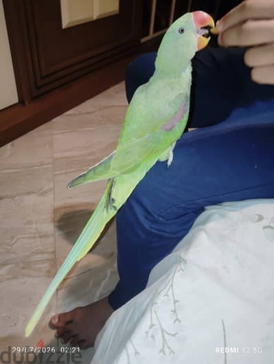 بغبغاء دره امريكي اليف متكلم