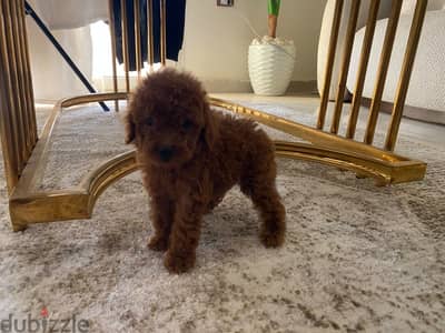 Poodle Tcup