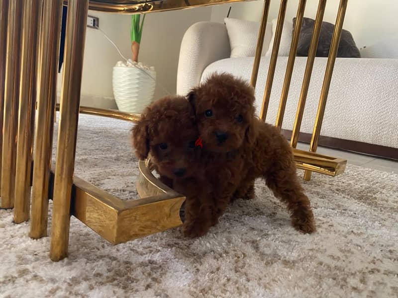 Poodle Tcup 1