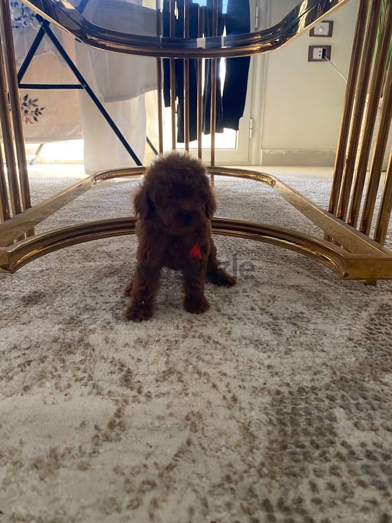 Poodle Tcup 2