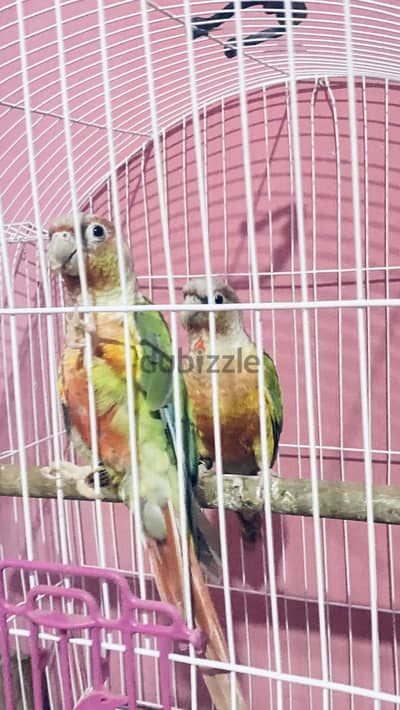 دره لاتينى و بينابول