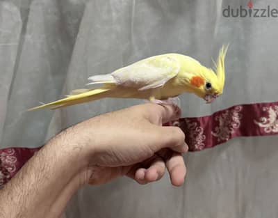 نتايه بريل هاديه