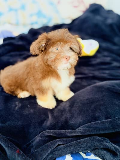 Female havanese