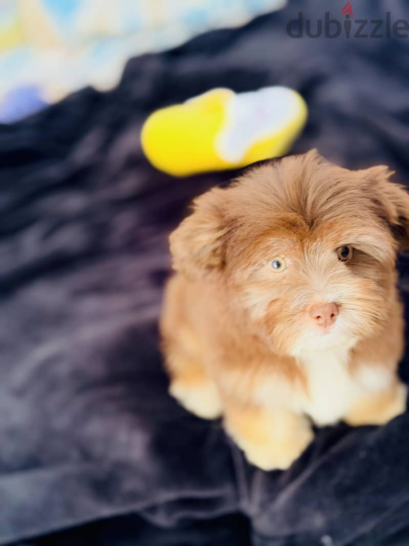 Female havanese 1