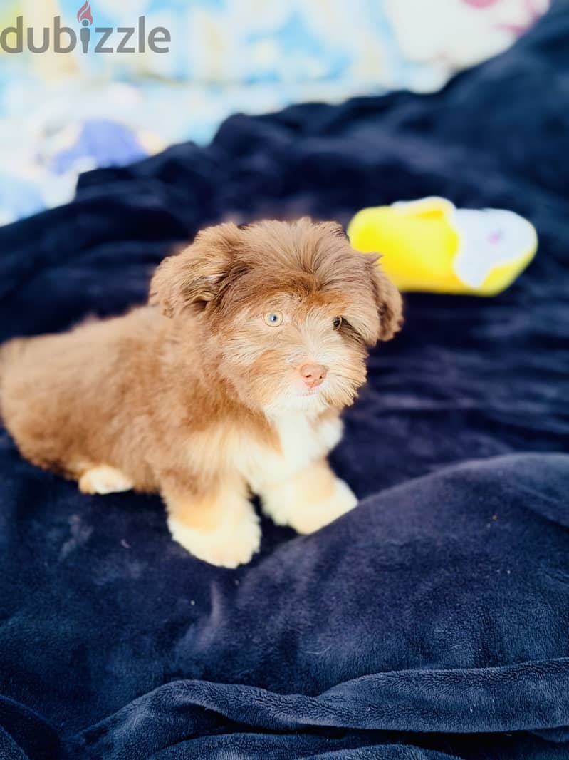 Female havanese 2