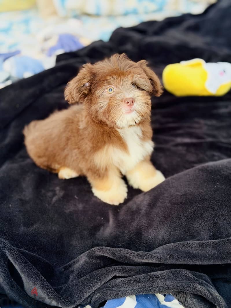 Female havanese 3