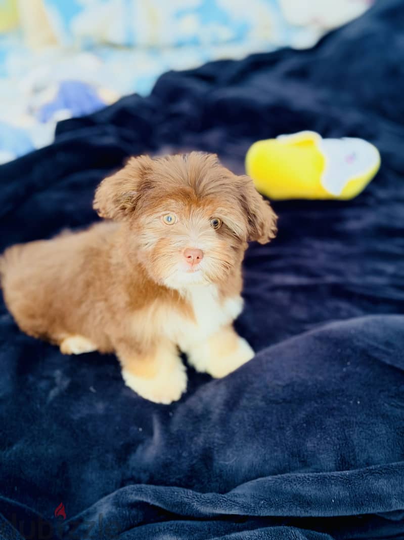 Female havanese 4