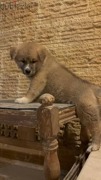 Female japenese Akita puppy high breed