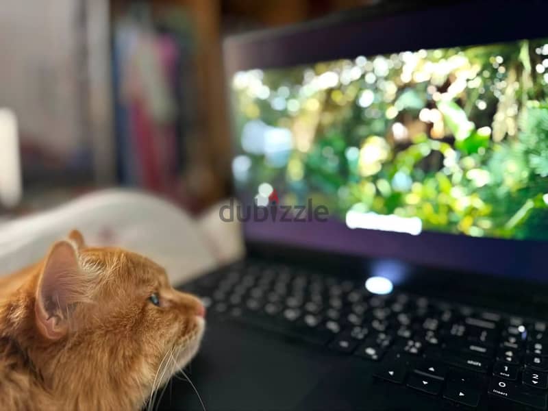 Cat adoption 3