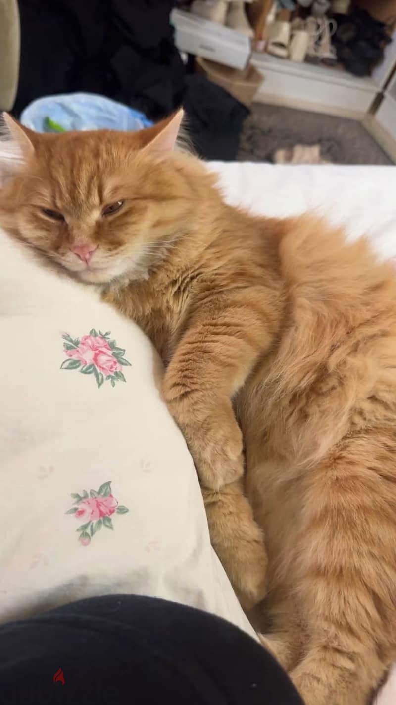 Cat adoption 1
