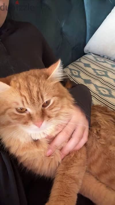 Cat adoption