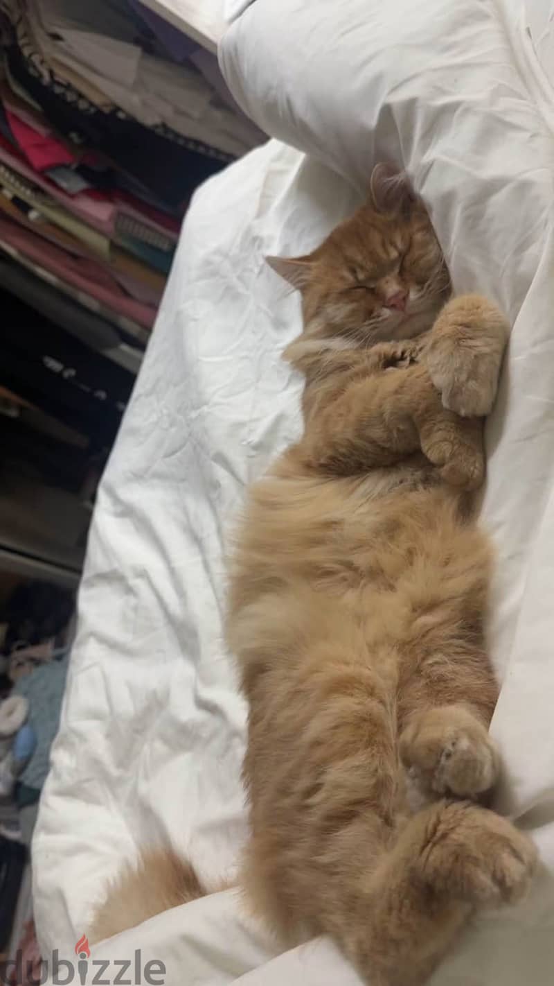Cat adoption 5