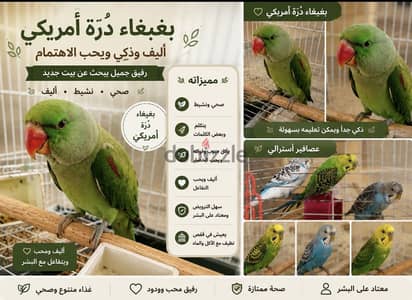 دره أمريكي بيقلد الأصوات