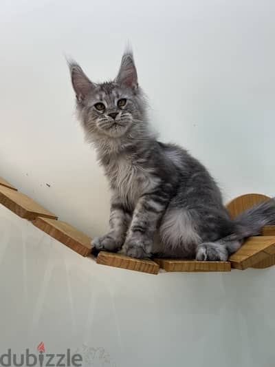 Maine coon black silver European line