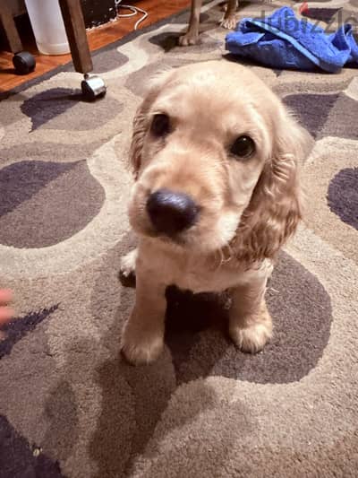 Cocker