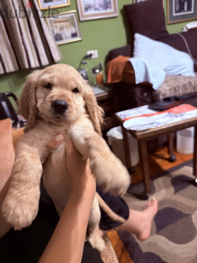 Cocker 1