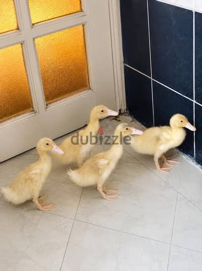 بط للبيع اربعه حجم وسط ١٠٠ جنيه فقط