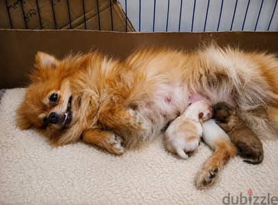 نتايه Pomeranian بومرانيان حنينه جدا