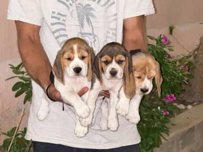 Ready for new home 48 days female beagle puppies Ready for new home 48 days female beagle puppies