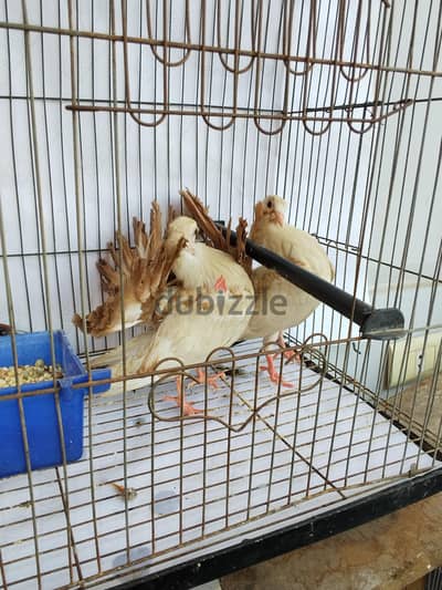 جوز زغاليل ديول