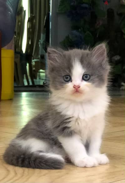 Shirazi Kitten Female - قطة شيرازي بنت ألوان مميزة