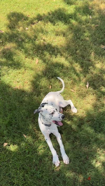 Dalmatian for sale