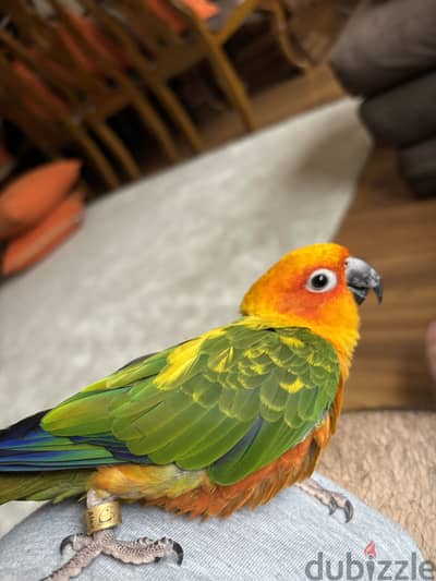 Sun conure