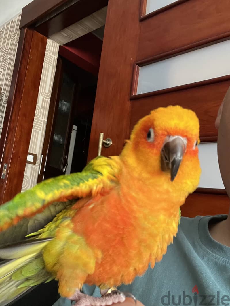 Sun conure 1