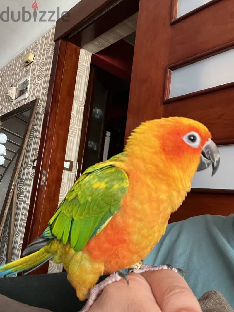 Sun conure 2