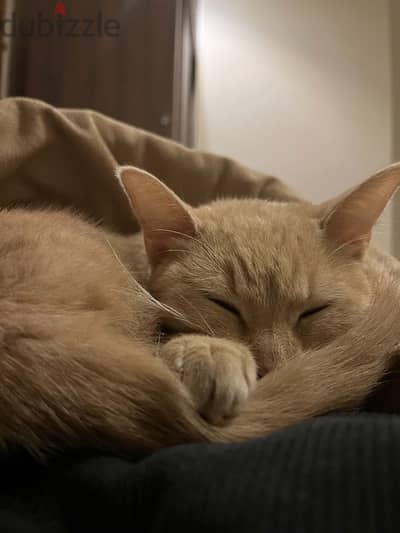 قطة عسل للتبني Cat for adoption